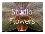 Studio Flowers Images (3 Galleries)