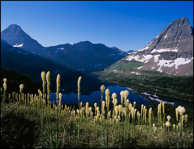 Sunlit beargrass near Hidden Lake, with Mt. Reynolds and Bearhat Mountain, Glacier National Park, Montana, July