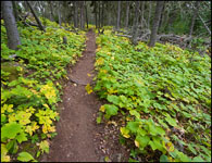 Trail to Three Mile, Isle Royale National Park, Michigan, Lake Superior