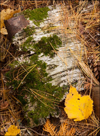 Birch bark near Bond Falls, Upper Michigan