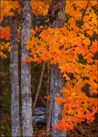 Orange maple trees near Bond Falls, Upper Michigan