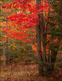 Red maple trees near Bond Falls, Upper Michigan