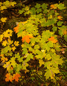 Maple saplings near Bond Falls, Upper Michigan