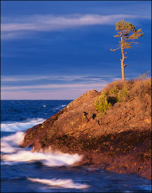 Tree on rocky shoreline near Copper Harbor, Upper Michigan, Lake Superior