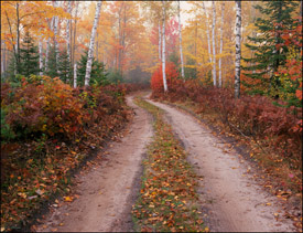 Forest road surrounded by trees in the Fall, Upper Michigan