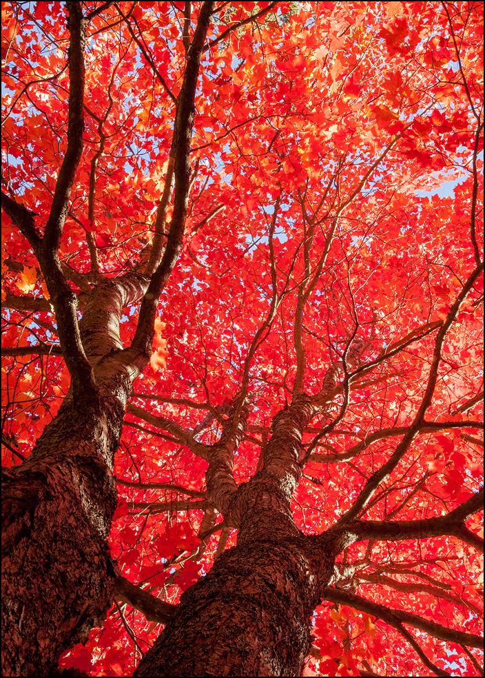 Flaming red maple tree near Bond Falls, Upper Michigan