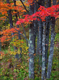 Red maple tree near Bonanza Falls, Upper Michigan