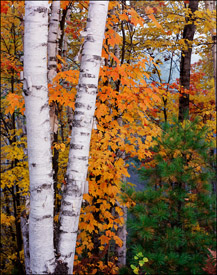Birch trees and maple trees in Fall