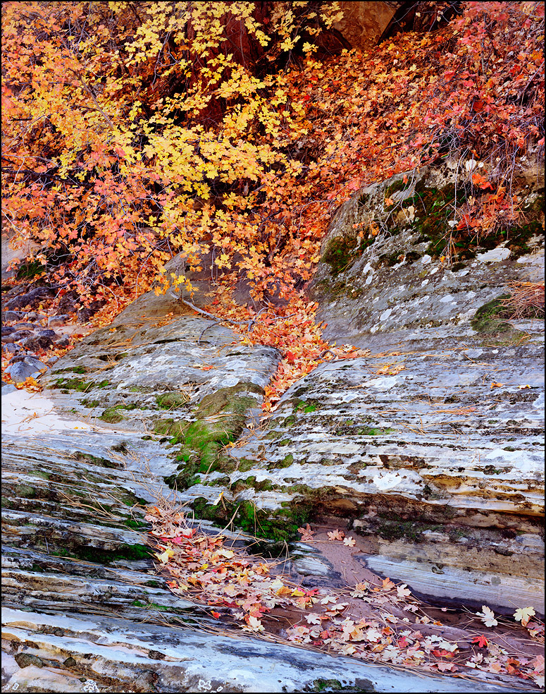 Maples and sandstone, Zion National Park, Utah