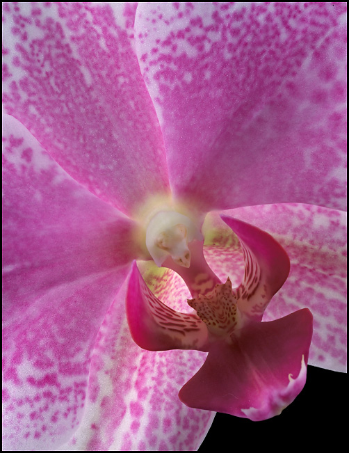 Pink and White Phalenopsis Orchid