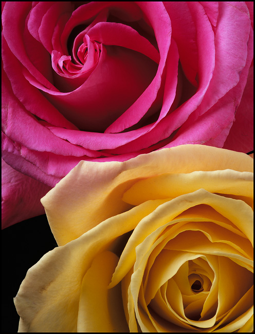 Pink and yellow roses