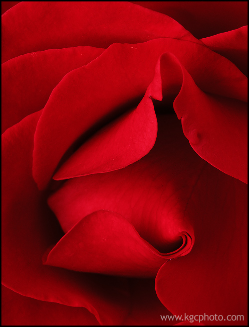 Red Rose shot in a studio