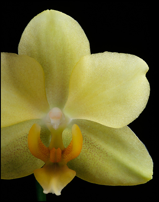 Yellow Phalenopsis Orchid