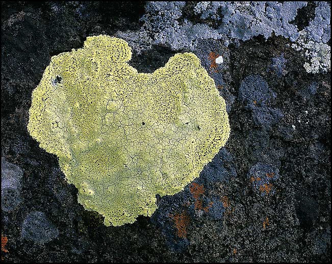 Heart-shaped lichen, Keweenaw County, Upper Michigan