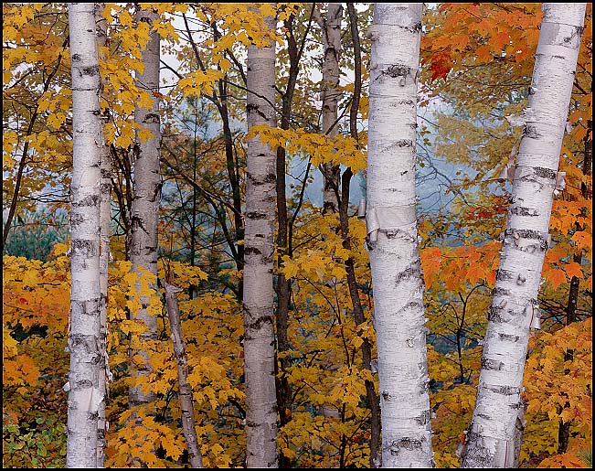Paper birch trees and maples in Fall horizontal 4, near Half Moon Lake in the Hiawatha National Forest south of Munising, Michigan