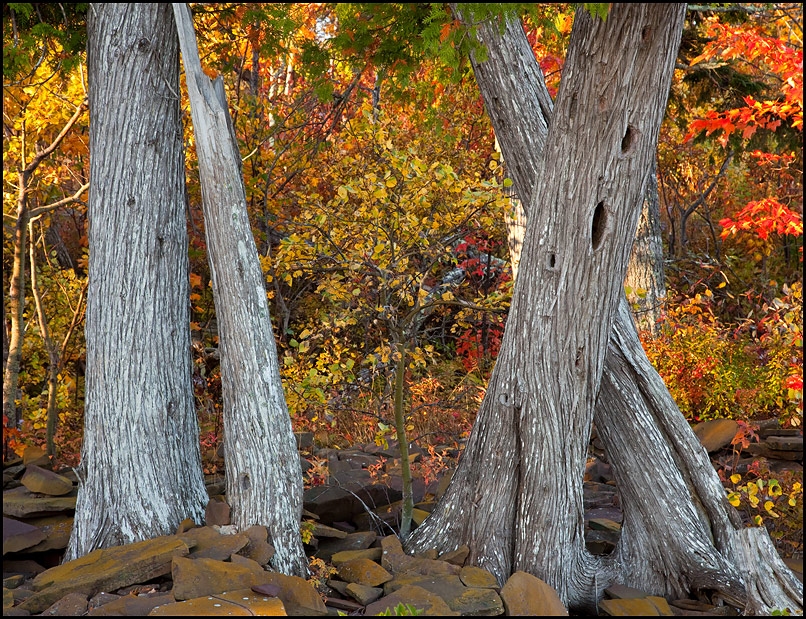 Trees with Fall color near Union Bay Campground, Porcupine Mountains Wilderness State Park, Upper Michigan, Picture