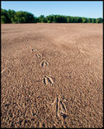 Bird tracks on a sand bar on the Wisconsin River near Portage