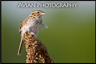Bird Photography